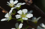 Thunberg's meadowsweet